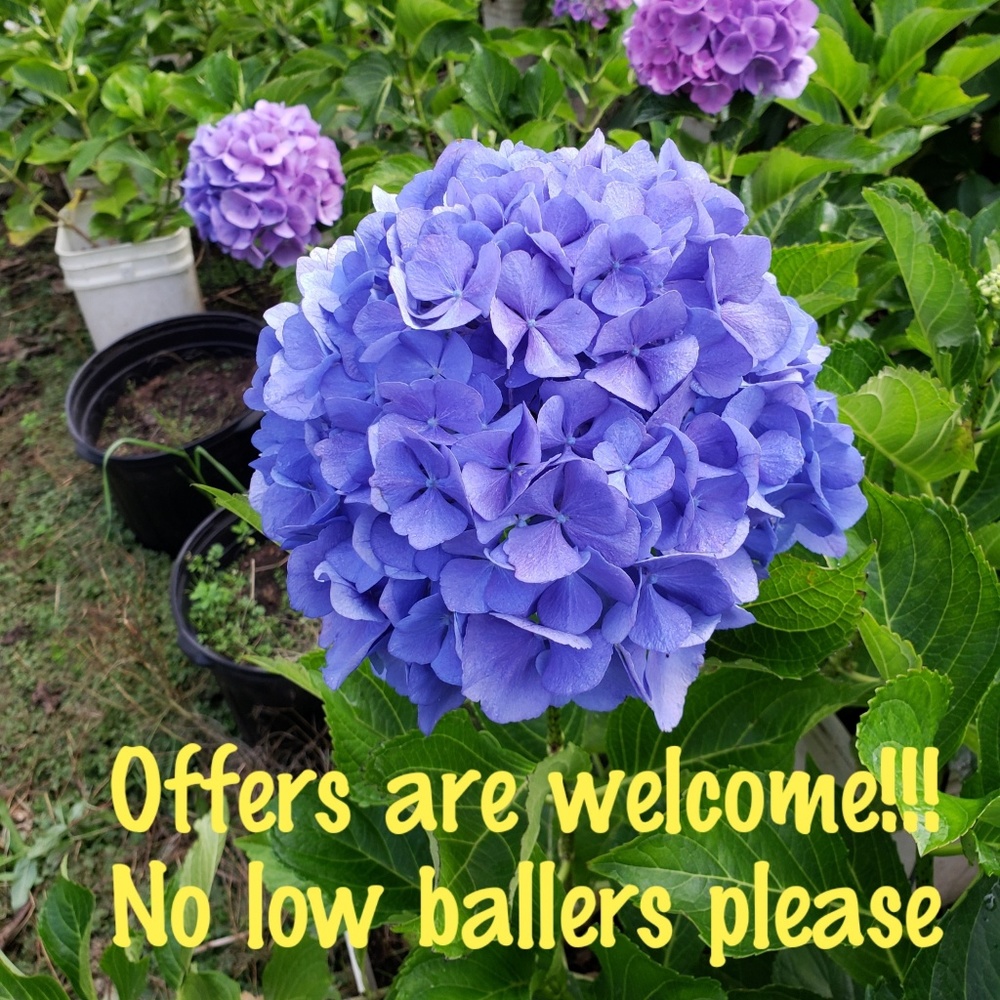 Meet your Posher, Ana